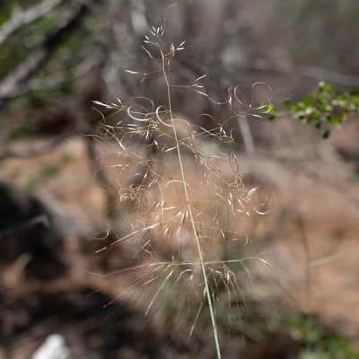 Austrostipa platychaeta, photographed by Kym Nicolson
