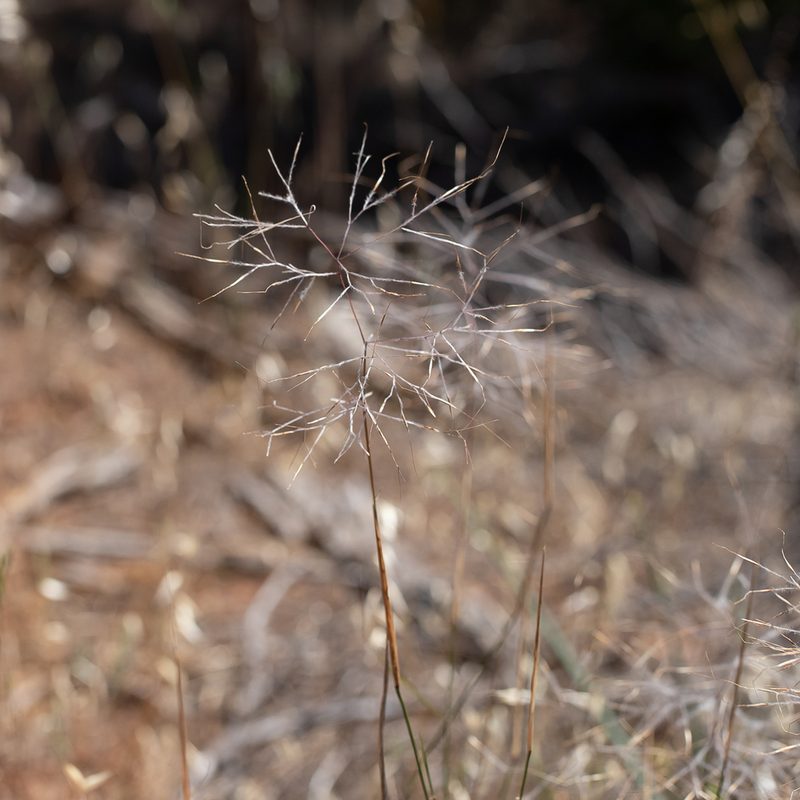 Austrostipa elegantissima, photographed by Kym Nicolson