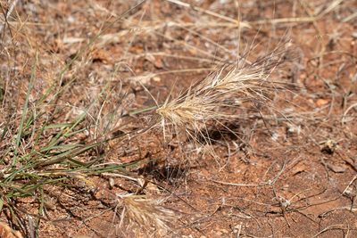 Aristida behriana, photographed by Kym Nicolson