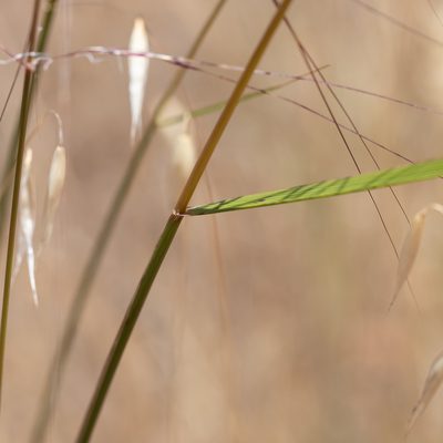 Austrostipa nodosa, photographed by Kym Nicolson