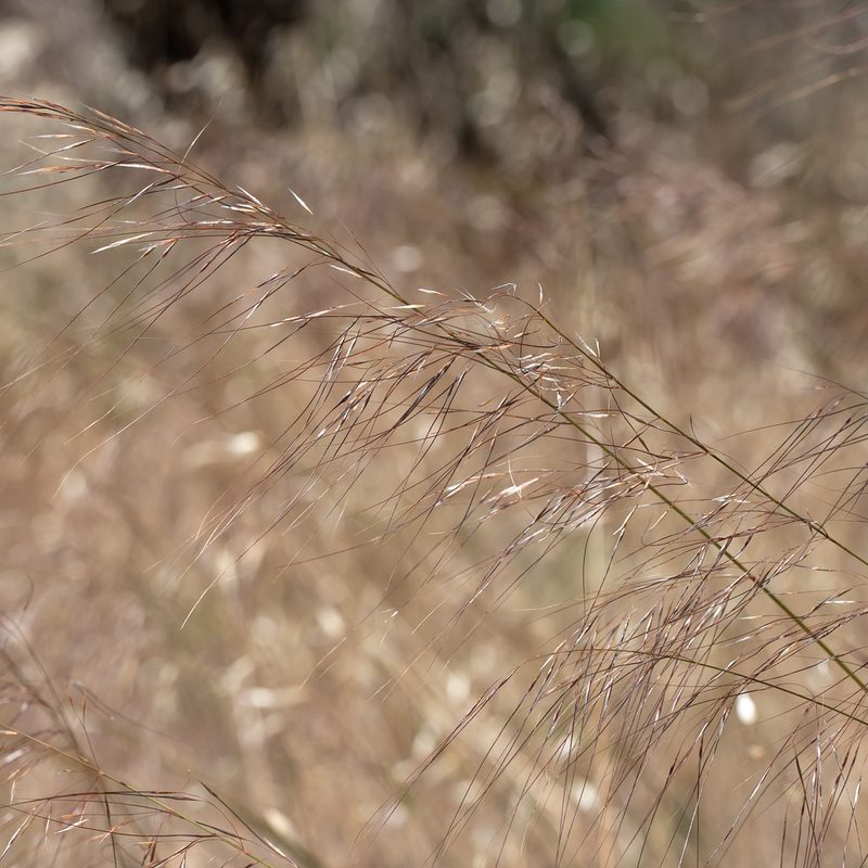 Austrostipa nodosa, photographed by Kym Nicolson