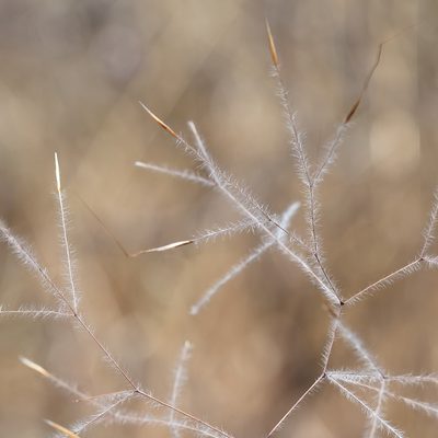 Austrostipa elegantissima, photographed by Kym Nicolson