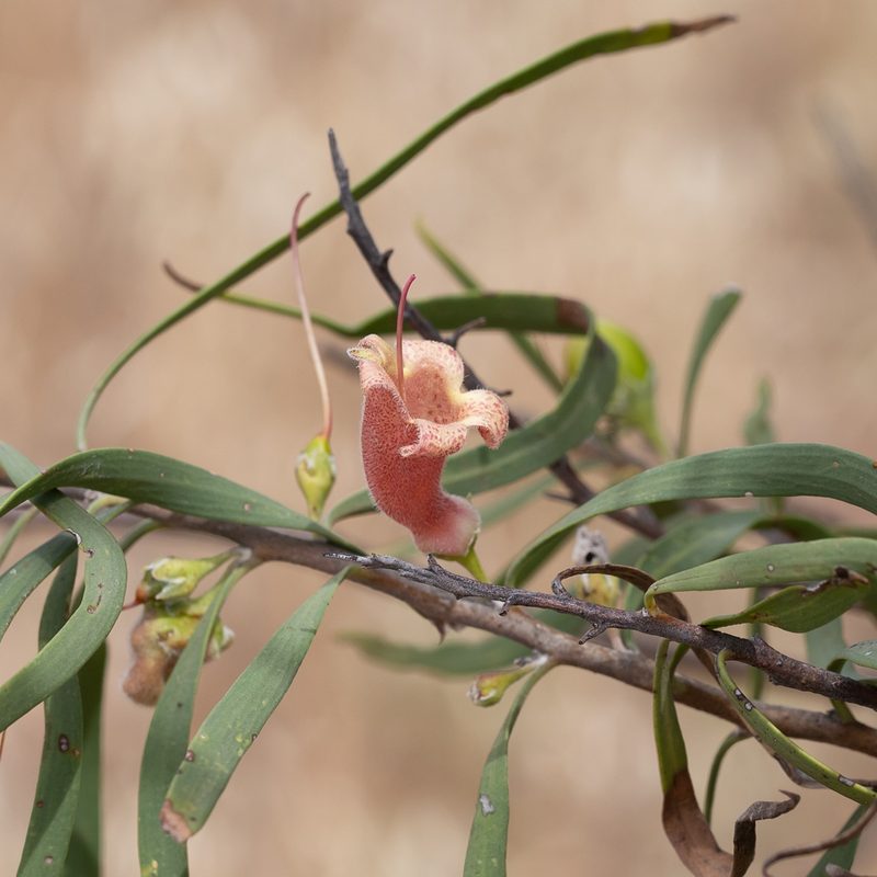 Eremophila longifolia, photographed by Kym Nicolson