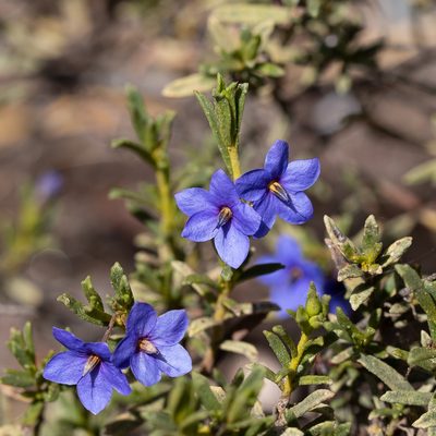 Halgania cyanea, photographed by Kym Nicolson