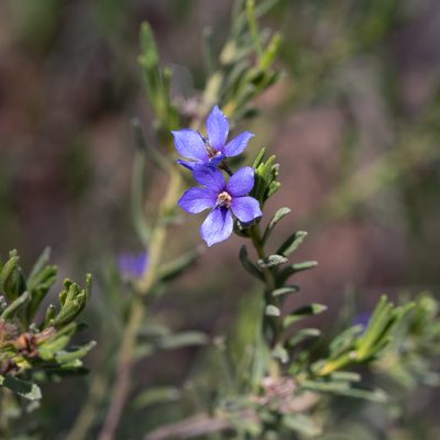 Halgania cyanea, photographed by Kym Nicolson