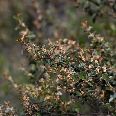 Pomaderris paniculosa, photographed by Kym Nicolson