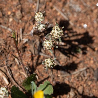 Blennospora drummondii, photographed by Kym Nicolson