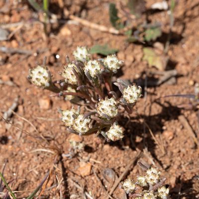 Blennospora drummondii, photographed by Kym Nicolson