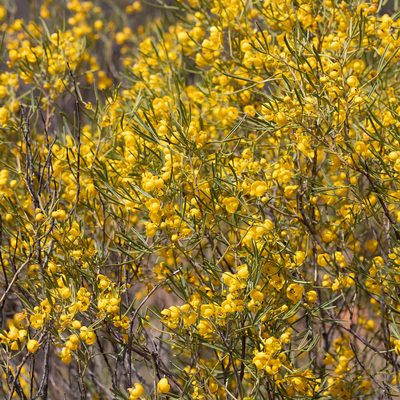 Senna artemisioides, photographed by Kym Nicolson
