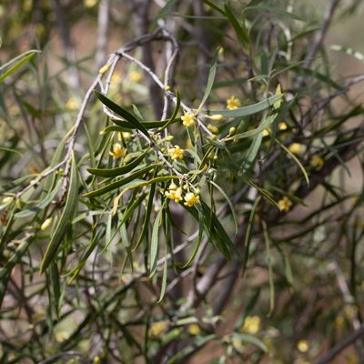 Pittosporum angustifolium, photographed by Kym Nicolson