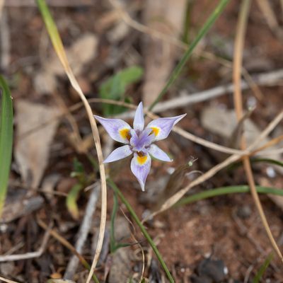 Moraea setifolia, photographed by Kym Nicolson