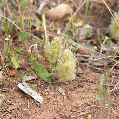 Ptilotus spathulatus, photographed by Kym Nicolson