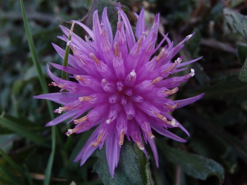 Centaurea limbata, photographed by Carminda Santos
