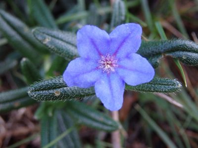 Glandora prostrata, photographed by Carminda Santos