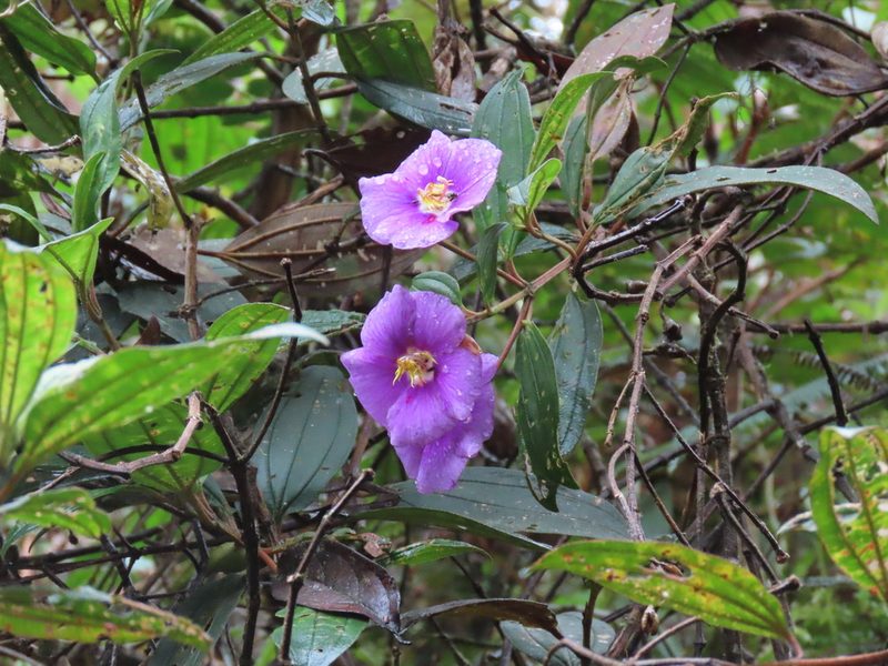Andesanthus lepidotus, photographed by Juan C. Espinosa