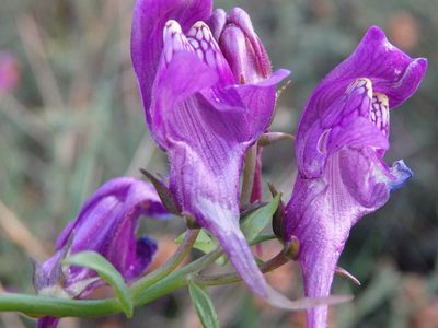 Linaria triornithophora, photographed by Carminda Santos