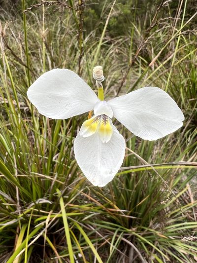 Diplarrena moraea, photographed by Ramit Singal