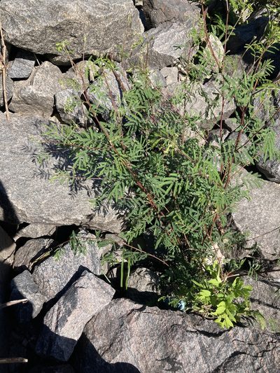 Mimosa bonplandii, photographed by Facundo Chieffo