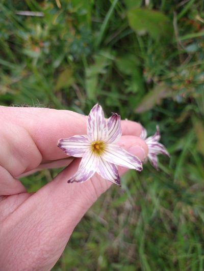 Olsynium biflorum, photographed by Pablo