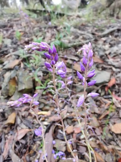 Veronica perfoliata, photographed by Nathan Ruser