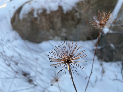 Aralia hispida, photographed by Kathleen Houlahan Chayer