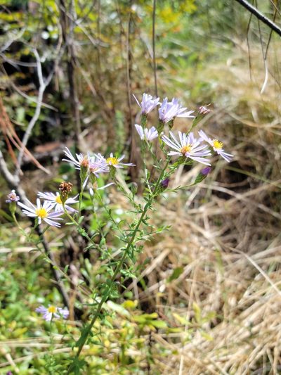 Symphyotrichum fontinale, photographed by Jay Horn