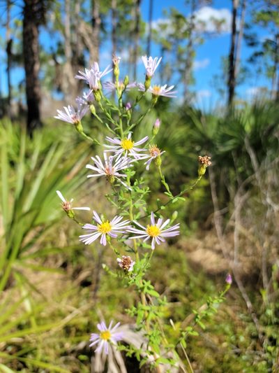 Symphyotrichum fontinale, photographed by Jay Horn