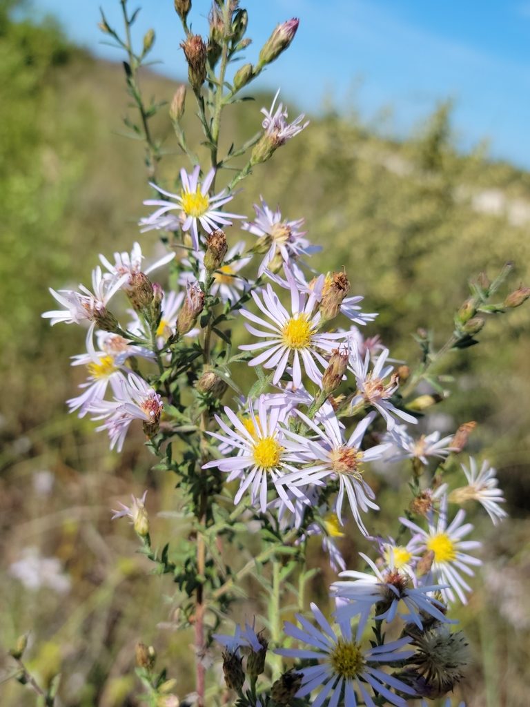 Symphyotrichum fontinale, photographed by Jay Horn