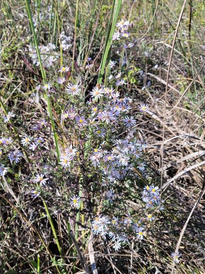Symphyotrichum fontinale, photographed by Jay Horn
