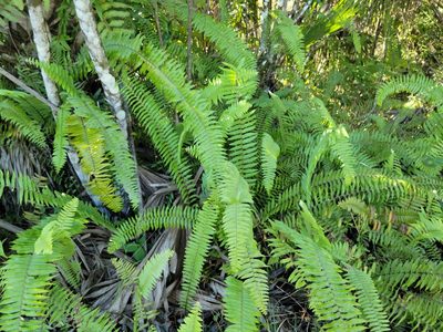 Nephrolepis brownii, photographed by Jay Horn