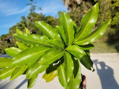 Exothea paniculata, photographed by Jay Horn
