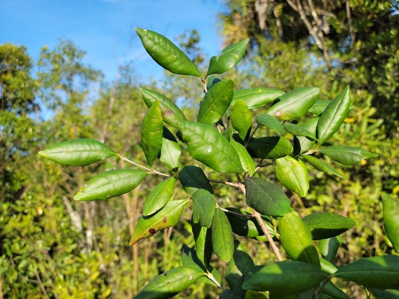 Myrcianthes fragrans, photographed by Jay Horn