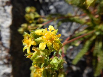 Potentilla nubigena, photographed by Matt Lavin