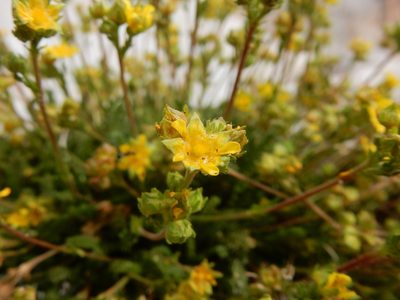 Potentilla nubigena, photographed by Matt Lavin