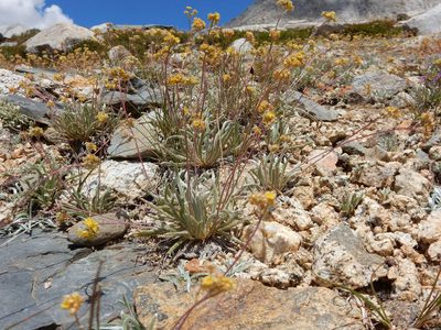 Potentilla muirii, photographed by Matt Lavin