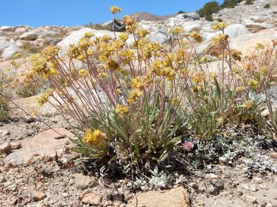Potentilla muirii, photographed by Matt Lavin