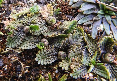 Leptinella scariosa, photographed by María Regina Silva
