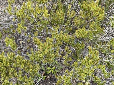 Ceratiola ericoides, photographed by Daniel McNair