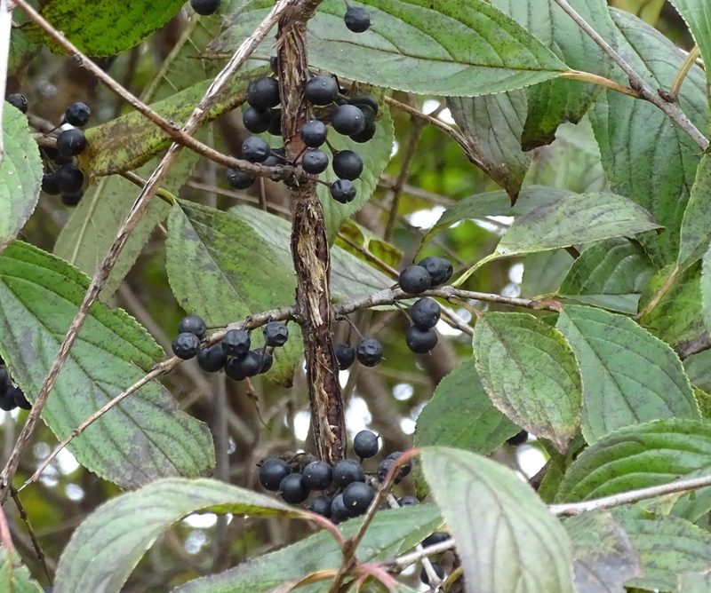 Rhamnus davurica, photographed by Sandra Keller