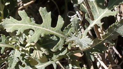 Berlandiera lyrata, photographed by Craig Martin