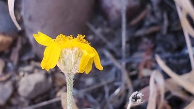 Tetraneuris argentea, photographed by Craig Martin