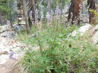 Lupinus burkei, photographed by Matt Lavin
