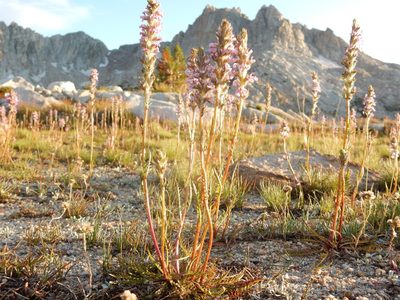 Pedicularis attollens, photographed by Matt Lavin