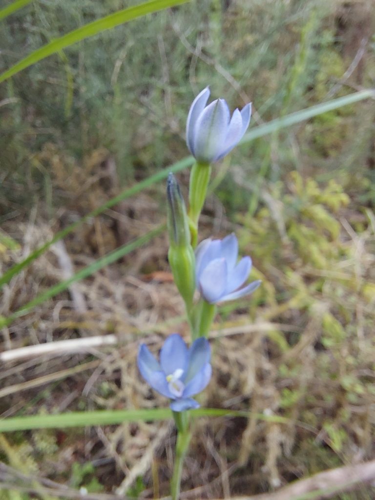 Thelymitra aemula, photographed by Robert Vennell