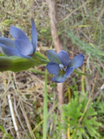 Thelymitra aemula, photographed by Robert Vennell