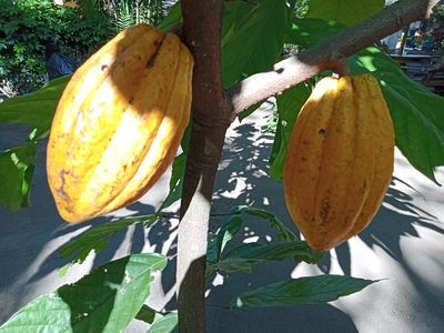 Theobroma cacao, photographed by adel-fridus