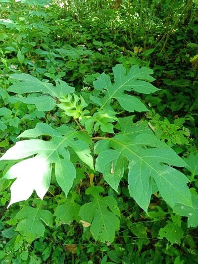 Montanoa bipinnatifida, photographed by adel-fridus