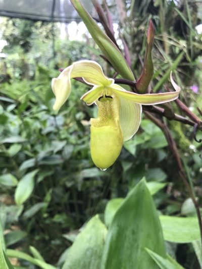 Phragmipedium longifolium, photographed by Aitor