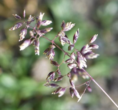 Poa alpina, photographed by Eric Lamb