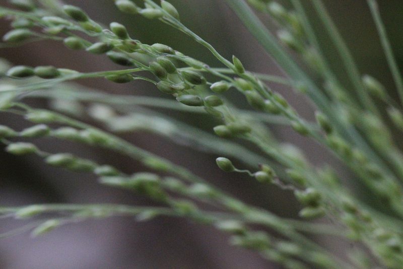 Panicum dichotomiflorum, photographed by Agnes Trekker